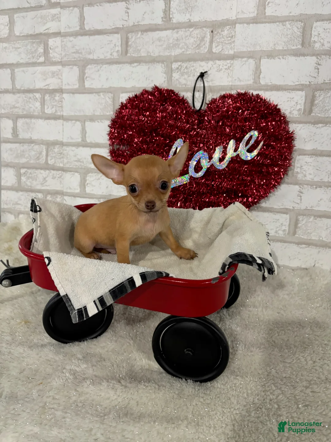 Chihuahua dogs for sale: Trixie - Ad 1