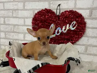 Chihuahua dogs for sale: Trixie - Ad 1