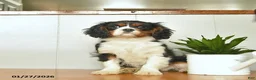 Cavalier King Charles Spaniel dogs for sale: Santa   - Ad 3
