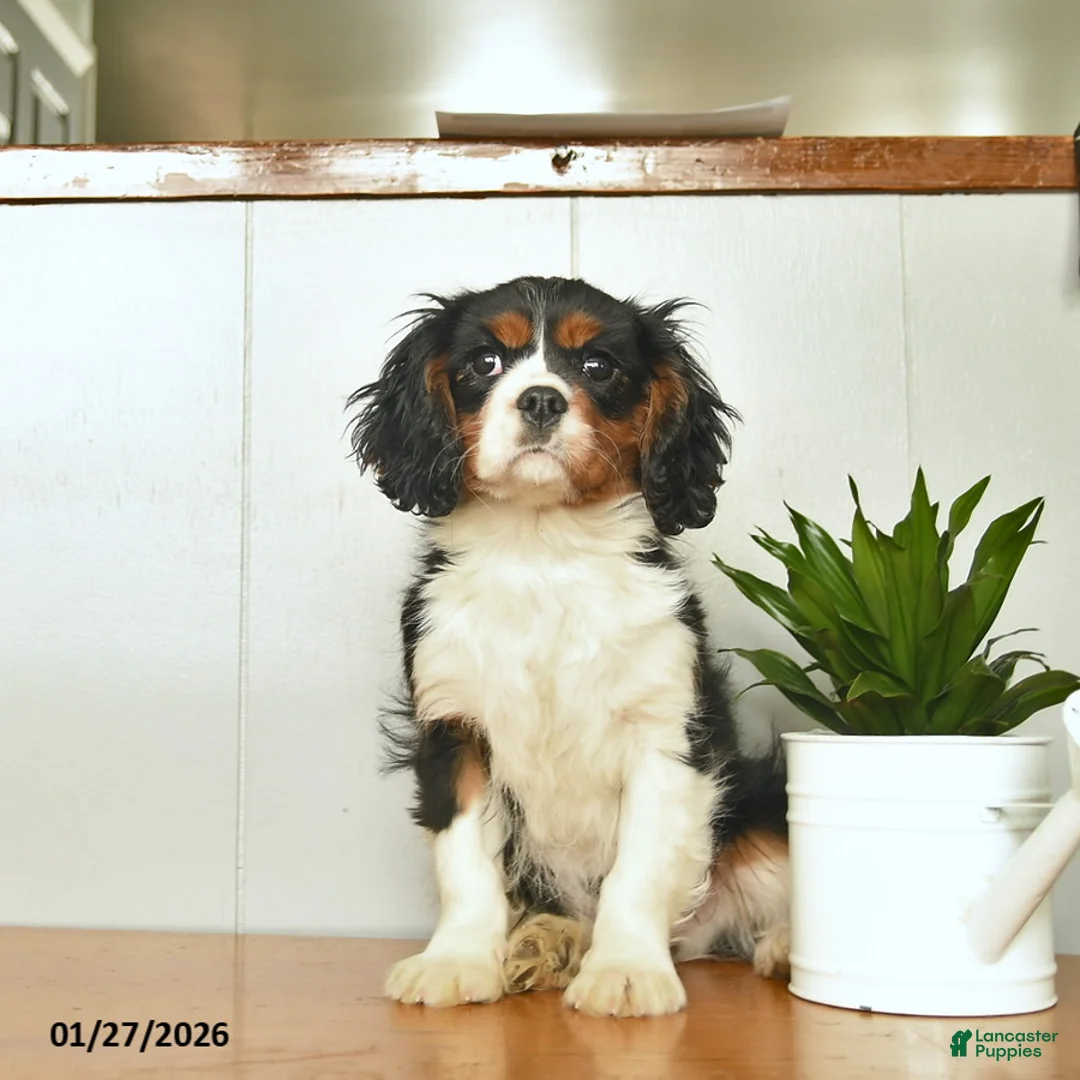 Cavalier King Charles Spaniel dogs for sale: Santa   - Ad 3