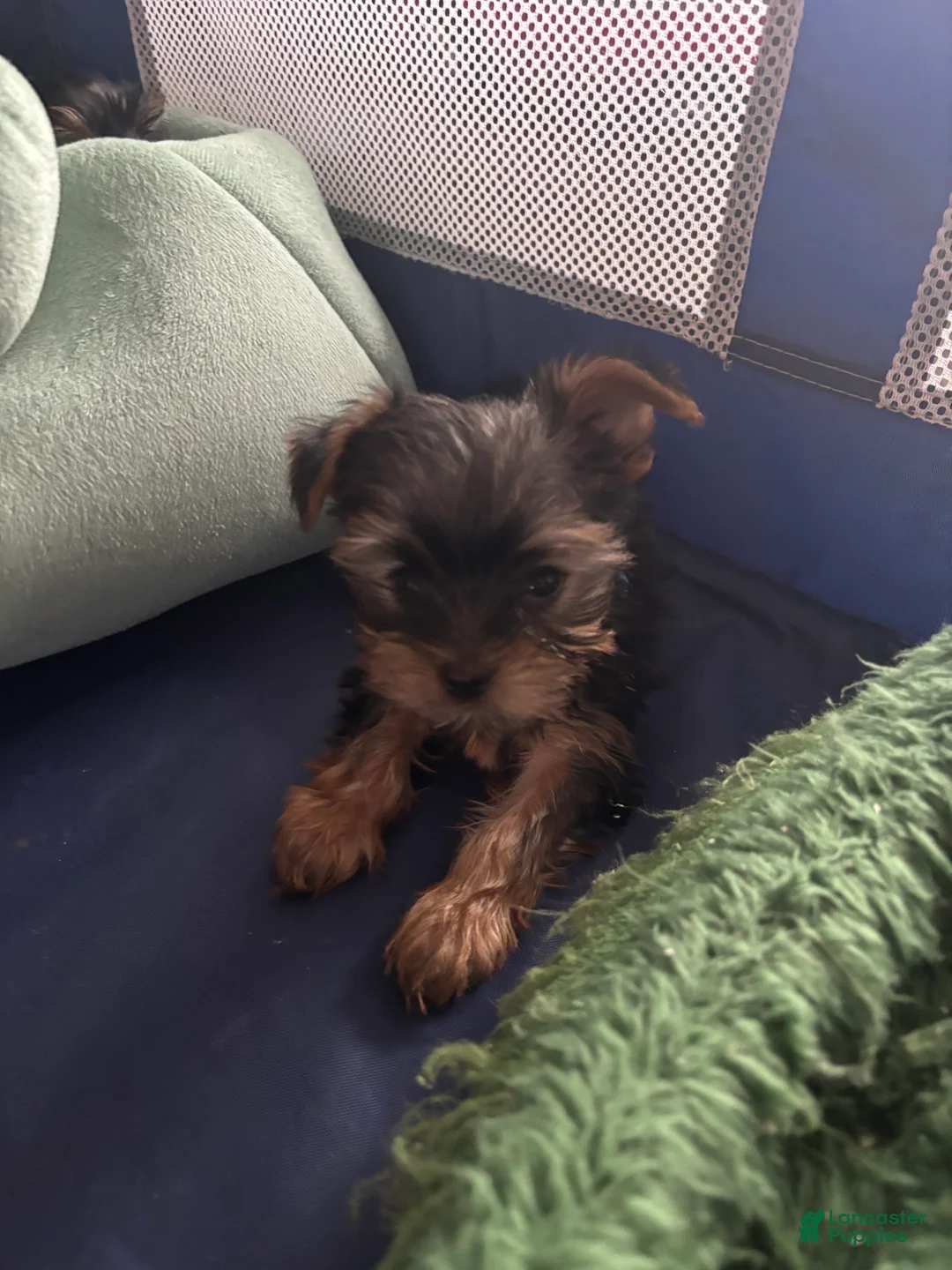Yorkshire Terrier dogs for sale: Yorkshire Terrier blue - Ad 5