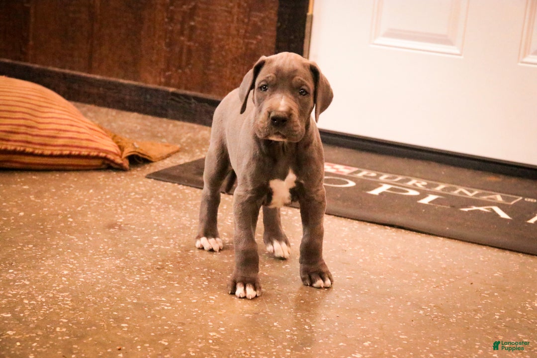 Great Dane dogs for sale: Clarabel - Ad 2