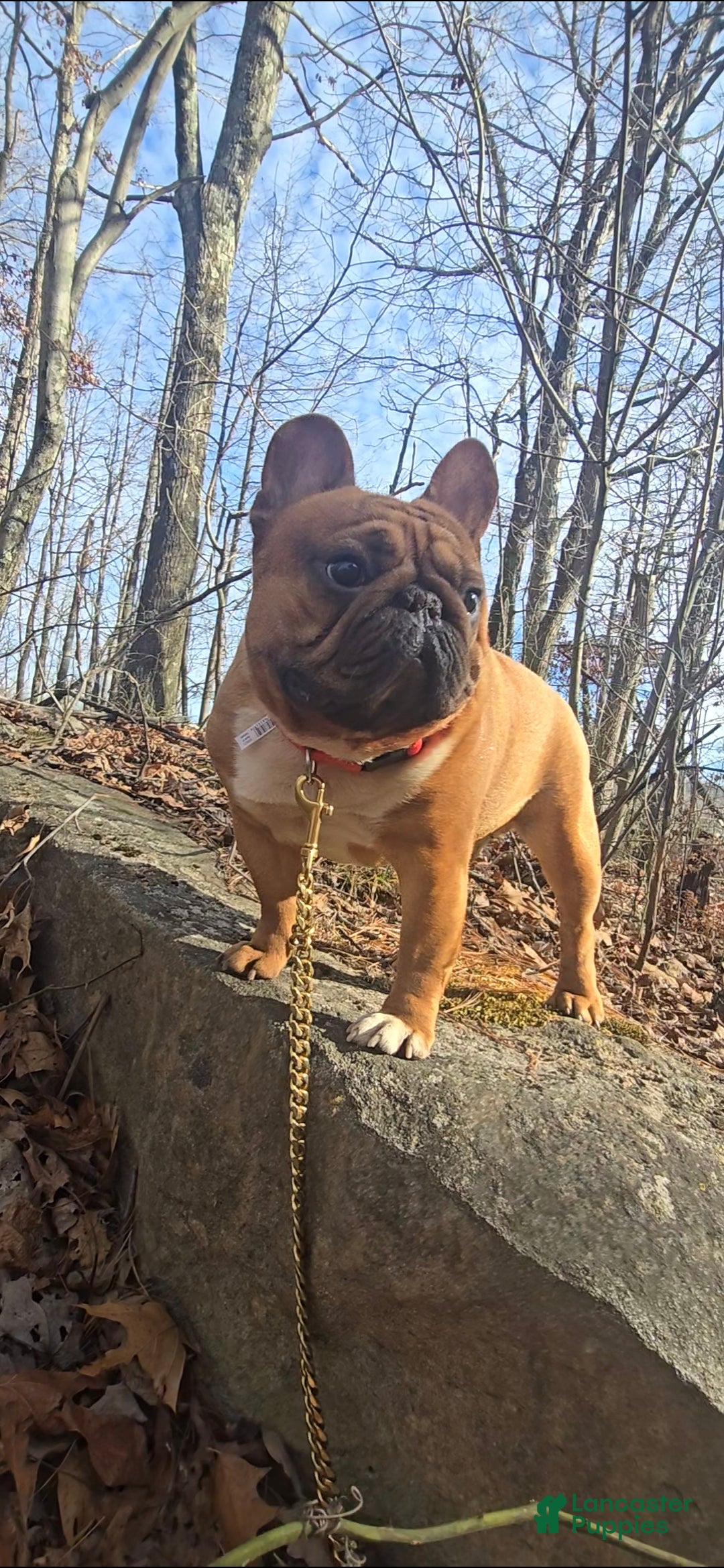 French Bulldog dogs for stud: French Bulldog 1 puppies - Ad 3