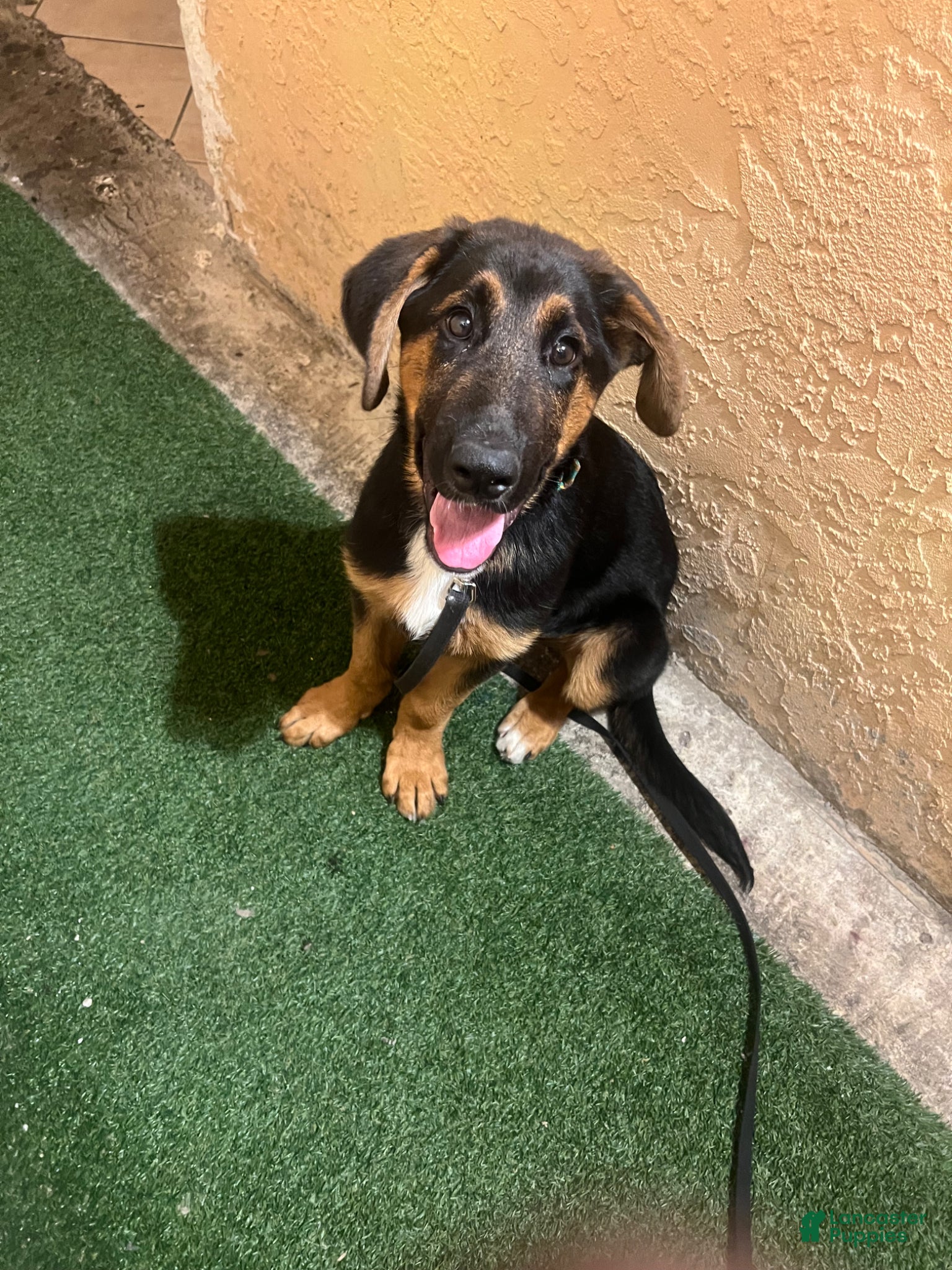 Mixed Breed dogs Mixed Breed Puppy 1 - Ad 28