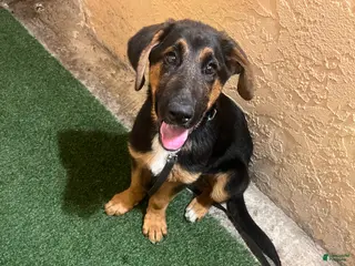 Mixed Breed dogs Mixed Breed Puppy 1 - Ad 28