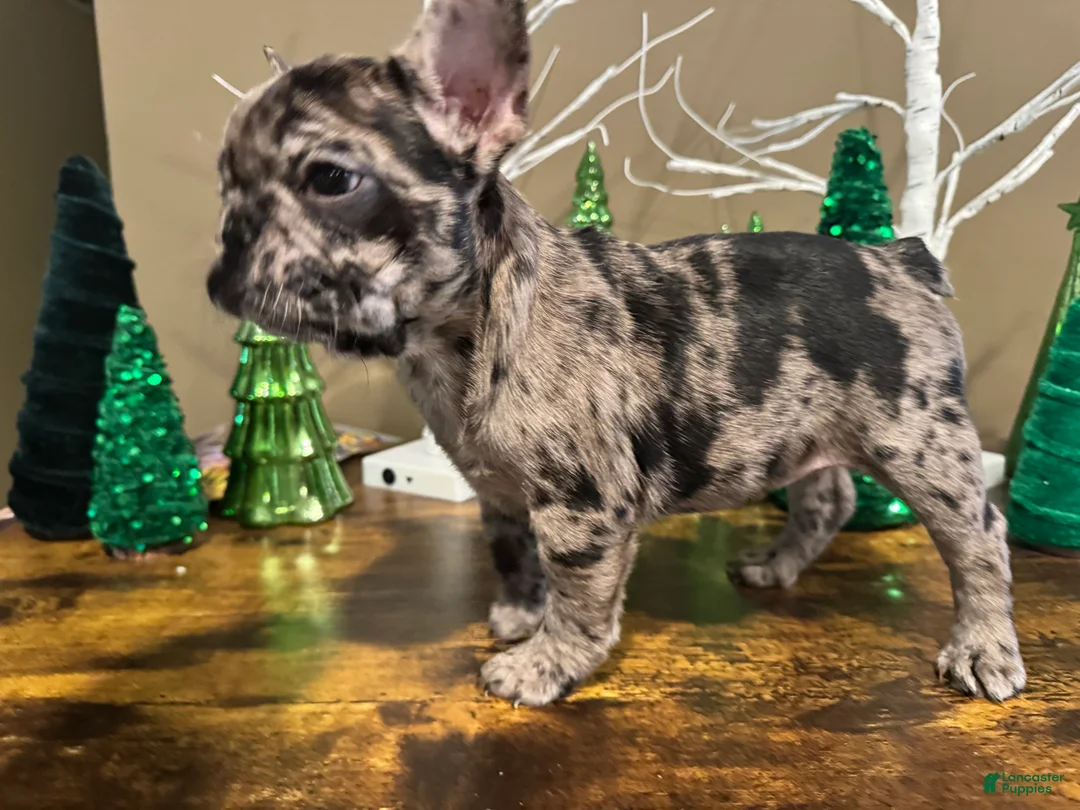French Bulldog dogs for sale: French Bulldog Puppy 4 - Ad 1