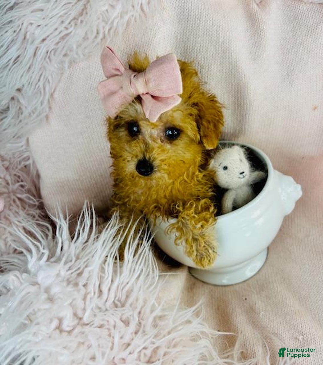 Toy Poodle dogs for sale: Red Small Poodle Puppy - Ad 2