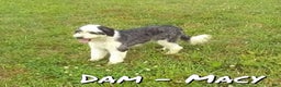 Mini Sheepadoodle dogs for sale: Roscoe - Ad 8