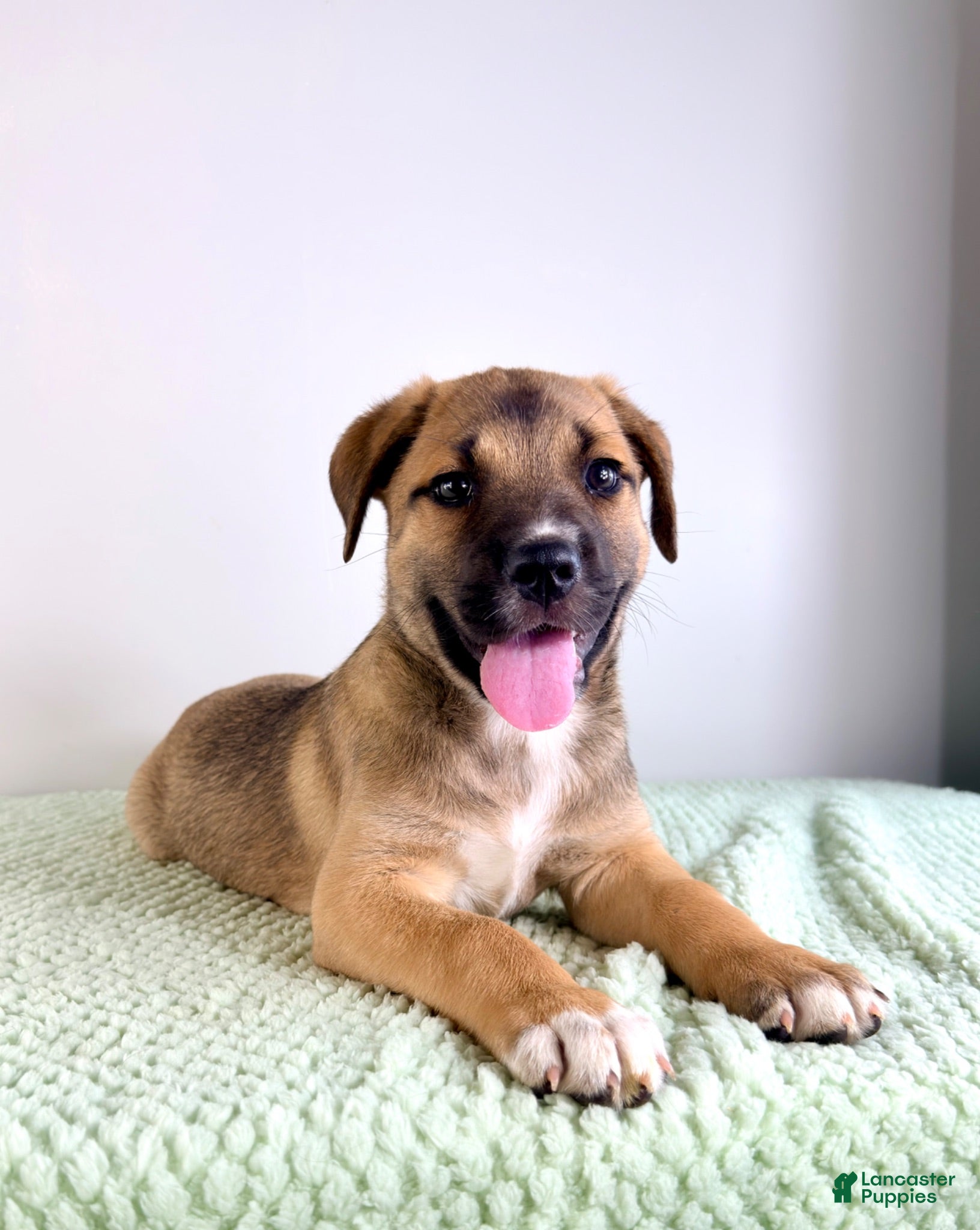 Mixed Breed dogs Mack - Ad 20