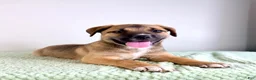 Mixed Breed dogs for sale: Mack - Ad 1