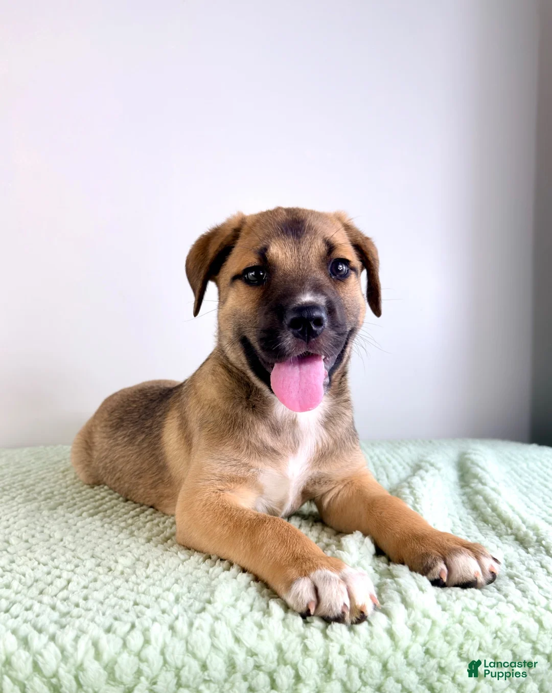 Mixed Breed dogs for sale: Mack - Ad 1