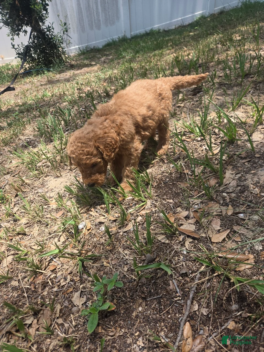 Goldendoodle dogs for sale: Lily - Ad 2