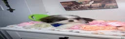 Shih Tzu dogs for sale: Oreo - Ad 3