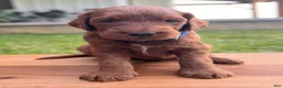 Irish Doodle dogs for sale: Douglas  - Ad 15