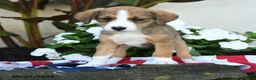 Mixed Breed dogs for sale: Una  - Ad 3