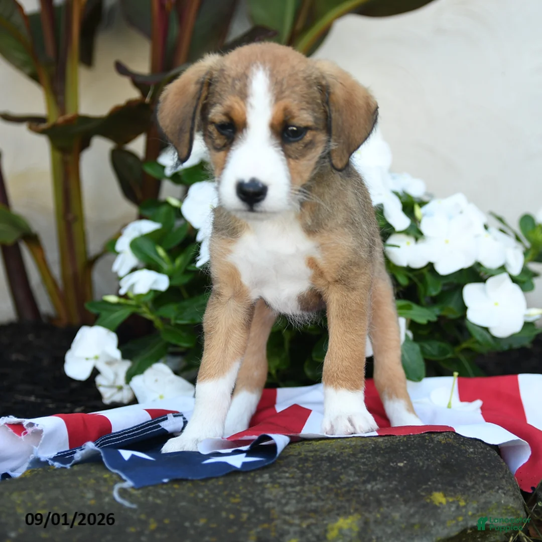 Mixed Breed dogs for sale: Una  - Ad 3