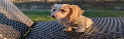 Miniature Dachshund dogs for sale: Pumpkin spice latte - Ad 3
