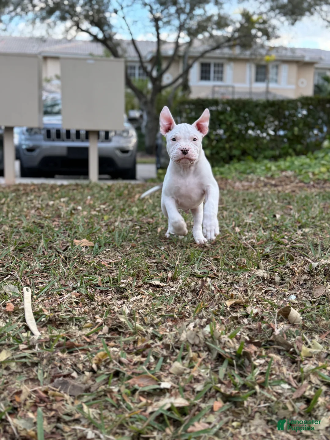 Mixed Breed dogs for sale: Mixed Breed Puppy 1 - Ad 3