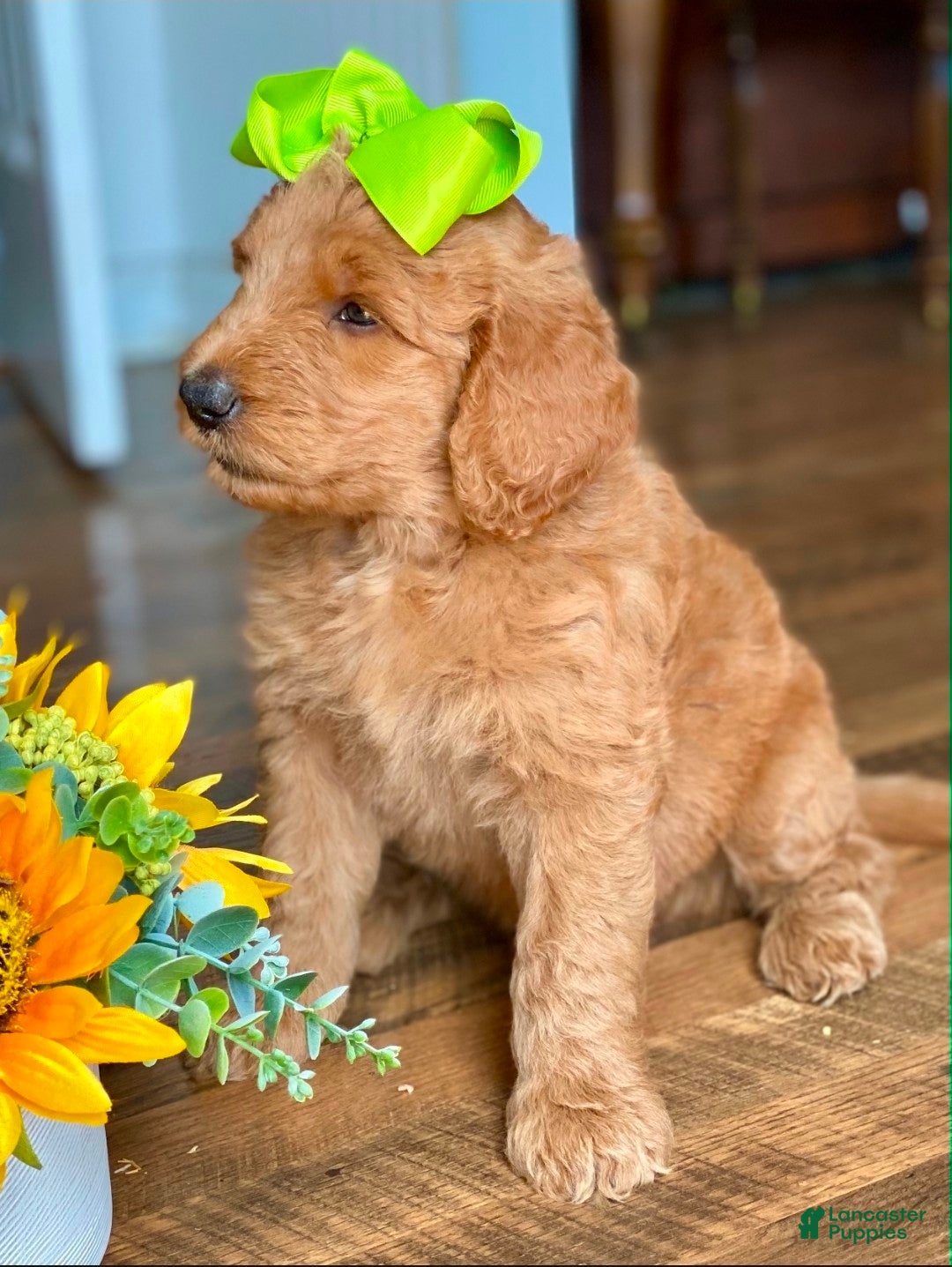 Goldendoodle dogs Goldendoodle 4 - Ad 27