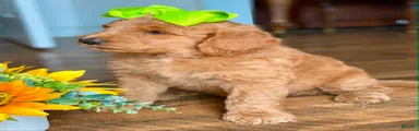Goldendoodle 4