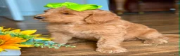 Goldendoodle dogs for sale: Goldendoodle 4 - Ad 1