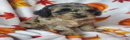 Cockapoo dogs for sale: Cookie - Ad 5