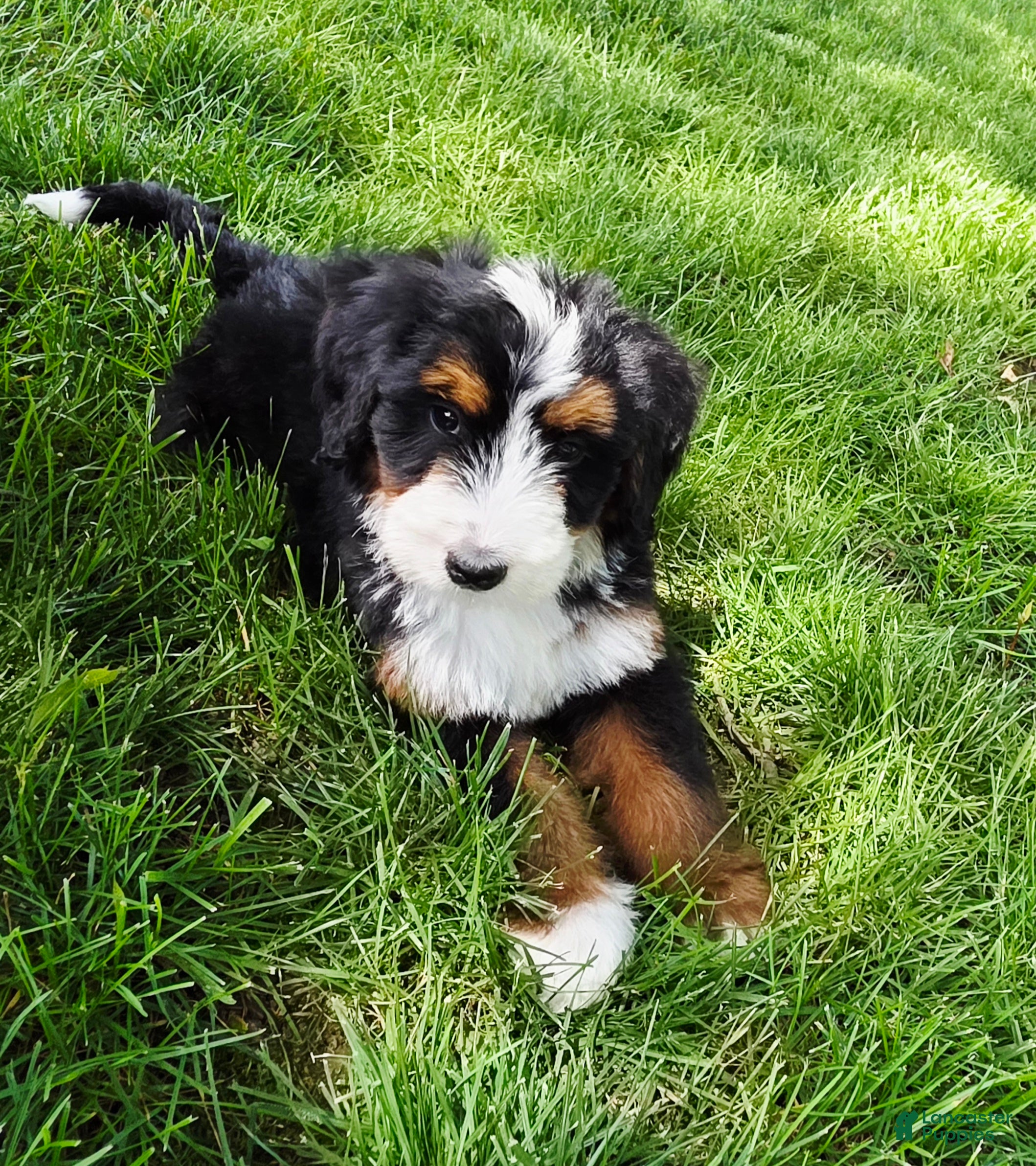 Bernedoodle dogs Penny - Ad 1