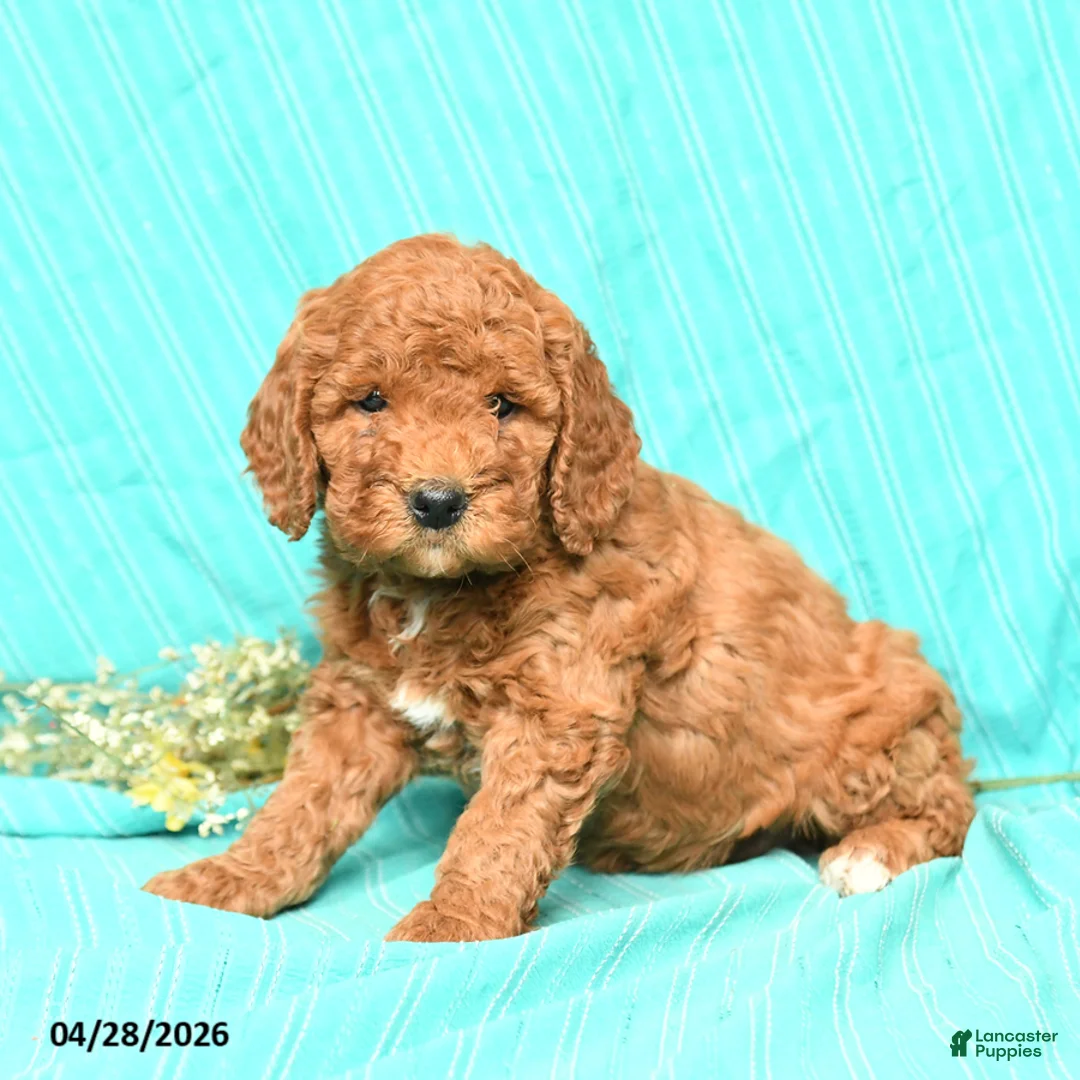 Goldendoodle dogs for sale: Raven - Ad 2