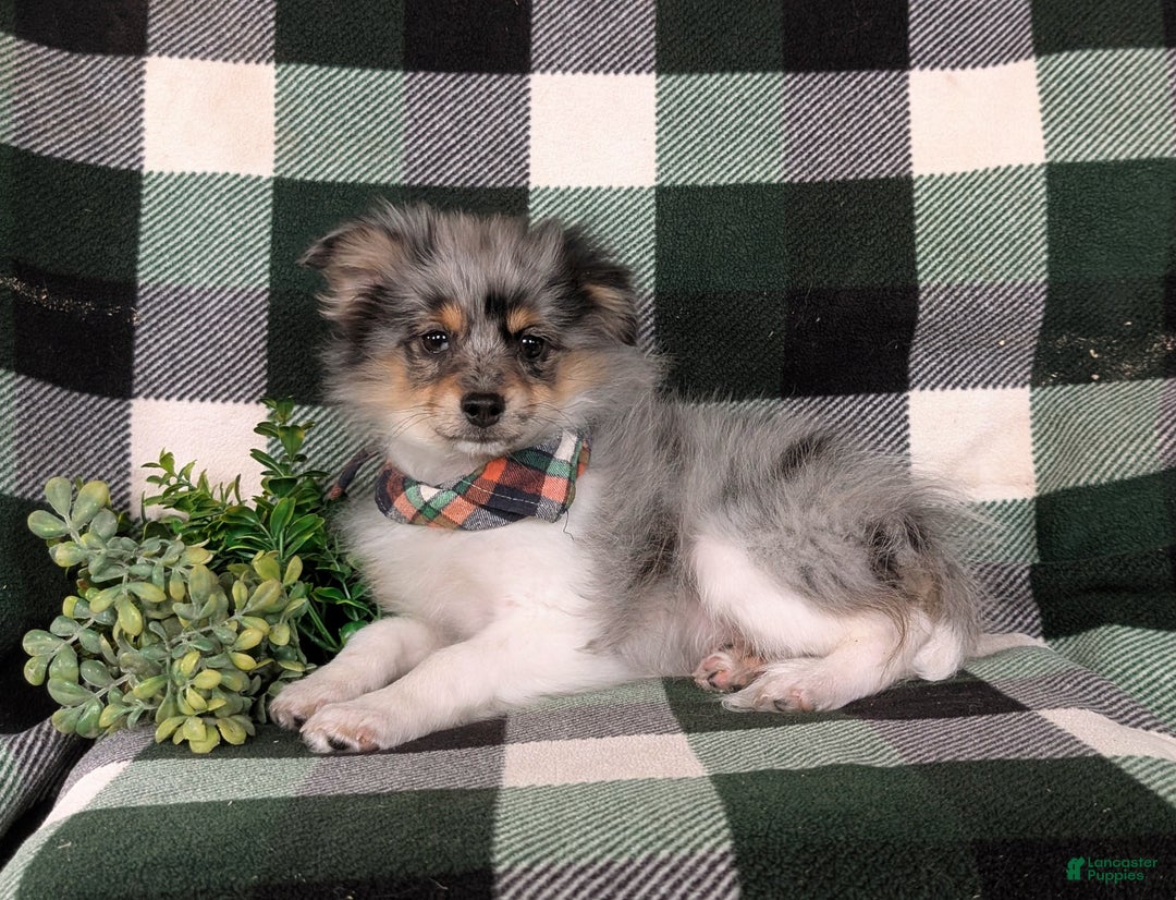 Pomeranian dogs for sale: Sanborn - Ad 4