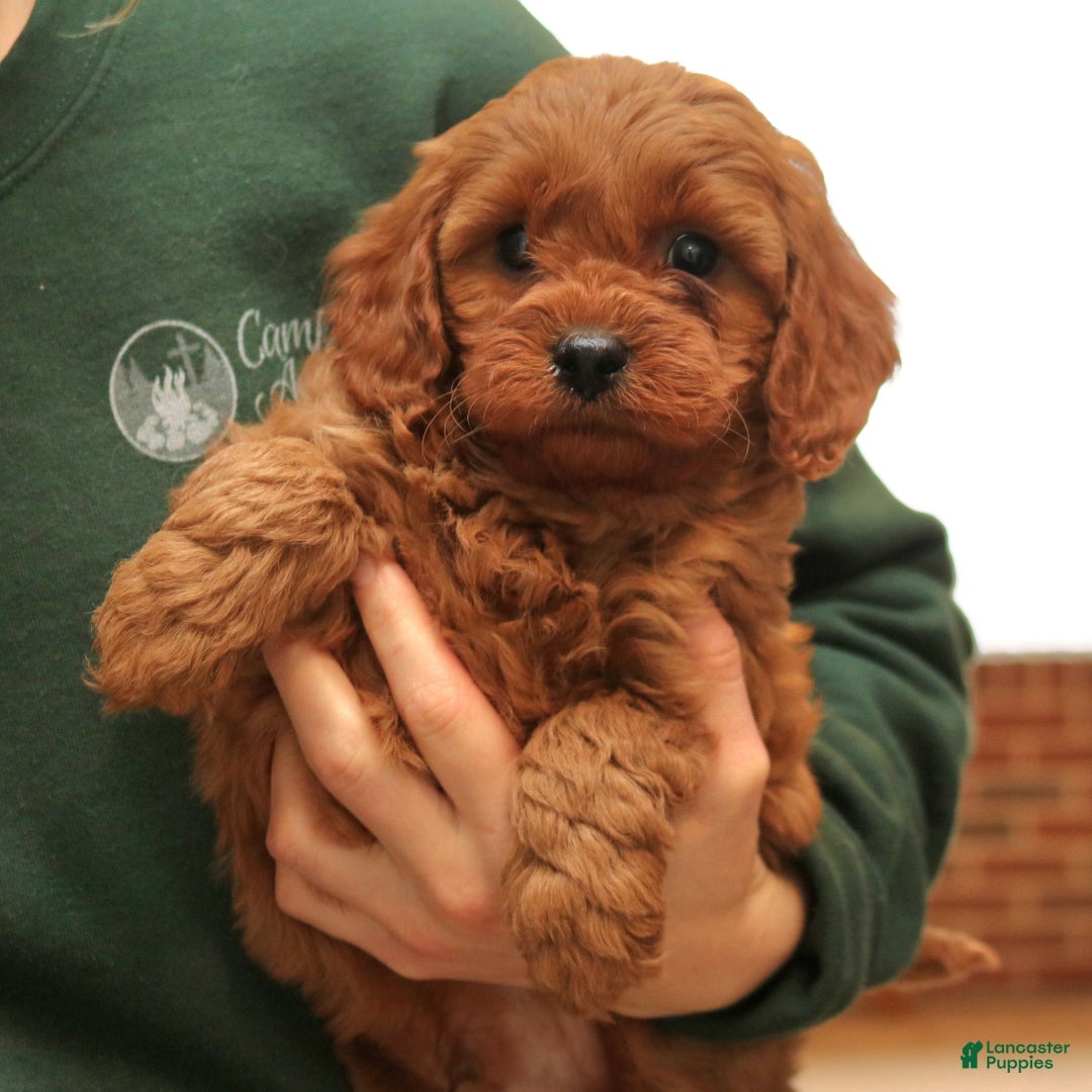 Cavapoo dogs for sale: Bentley  - Ad 3