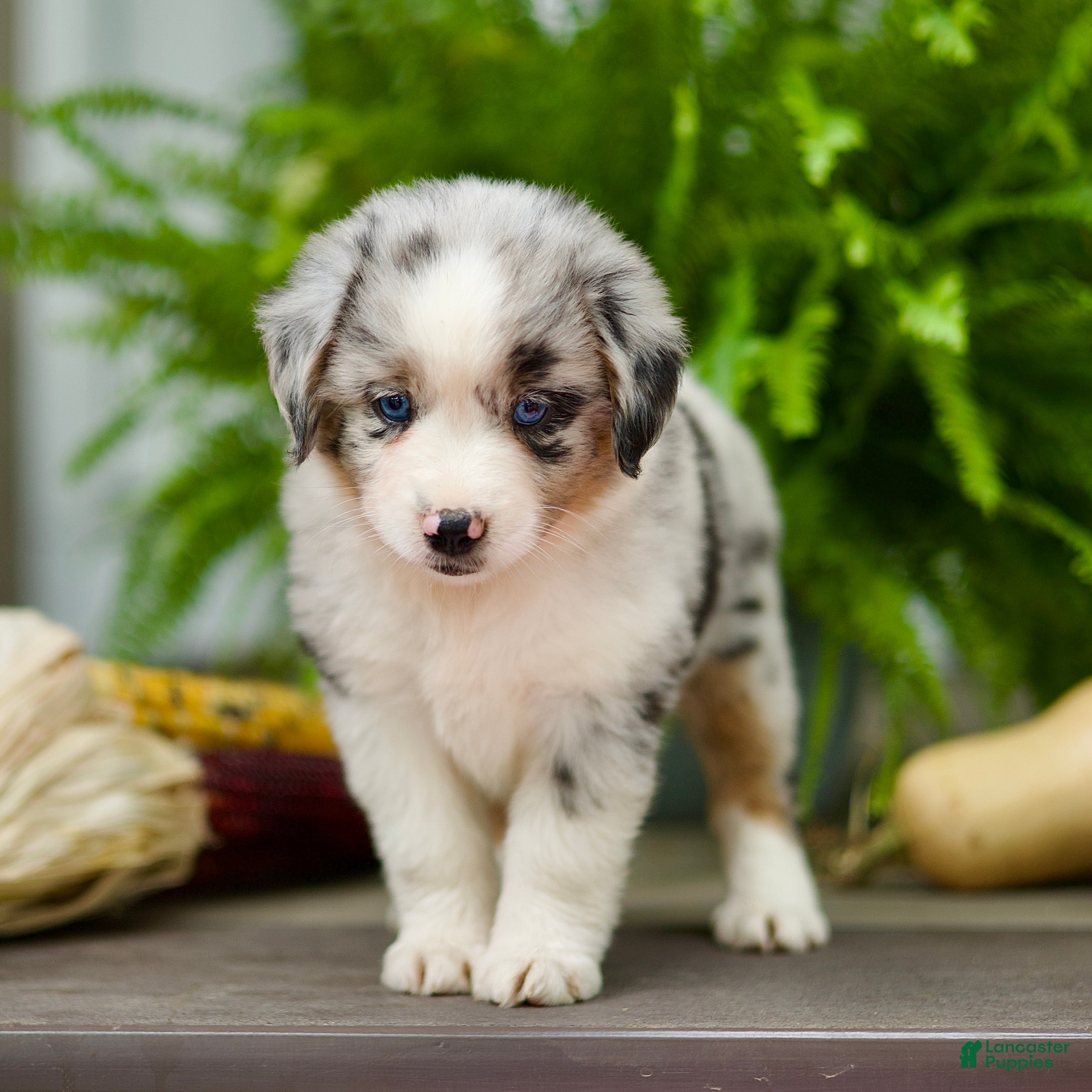 Miniature Australian Shepherd dogs Taley - Ad 2