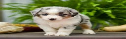 Miniature Australian Shepherd dogs for sale: Taley - Ad 2