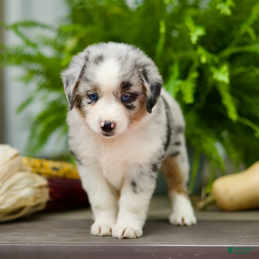 Miniature Australian Shepherd dogs for sale: Taley - Ad 2