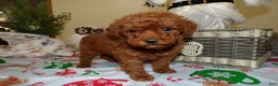 Miniature Poodle dogs for sale: Miniature Poodle Puppy 7 Cookie - Ad 3
