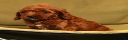 Cavapoo dogs for sale: Roger - Ad 9