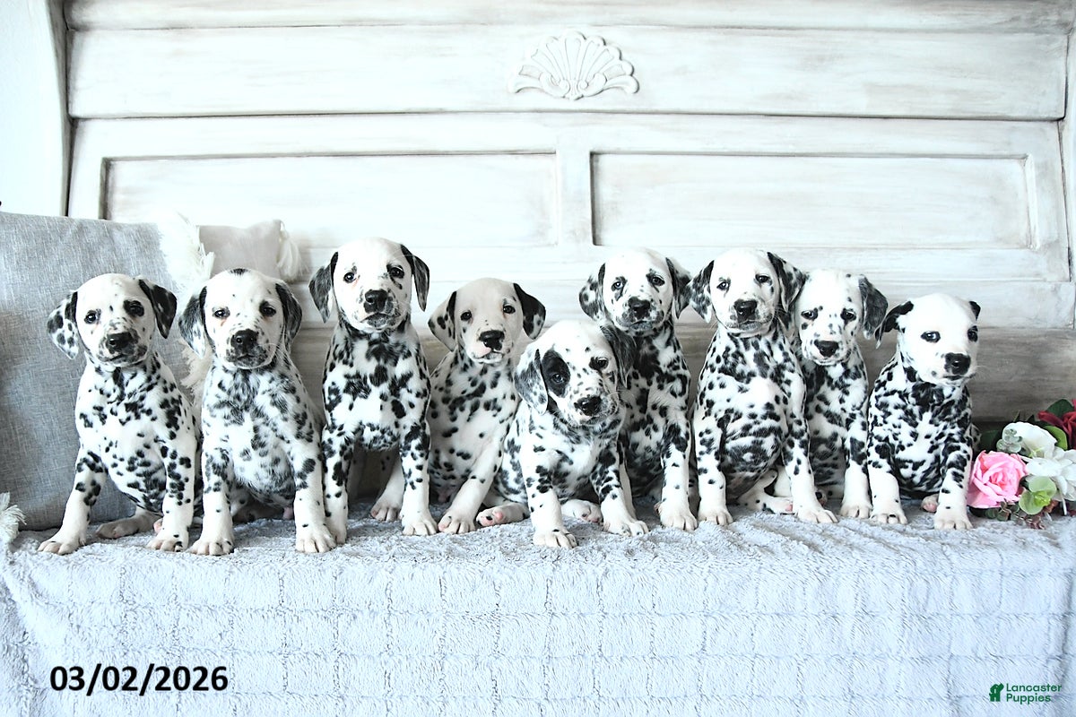 Dalmatian dogs Jewel - Ad 2