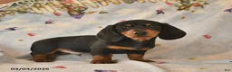 Dachshund dogs for sale: Bow - Ad 1