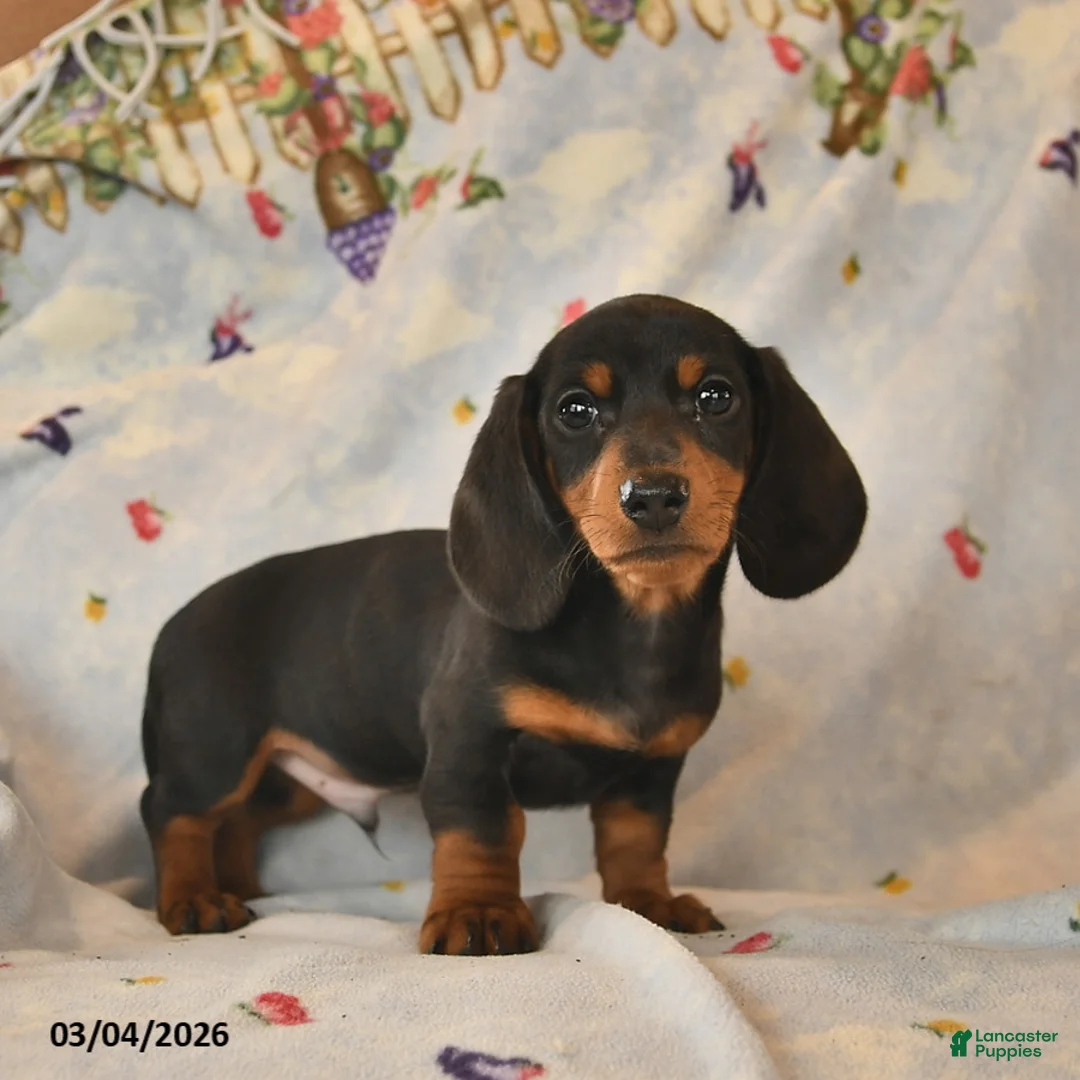 Dachshund dogs for sale: Bow - Ad 1
