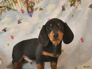 Dachshund dogs for sale: Bow - Ad 3