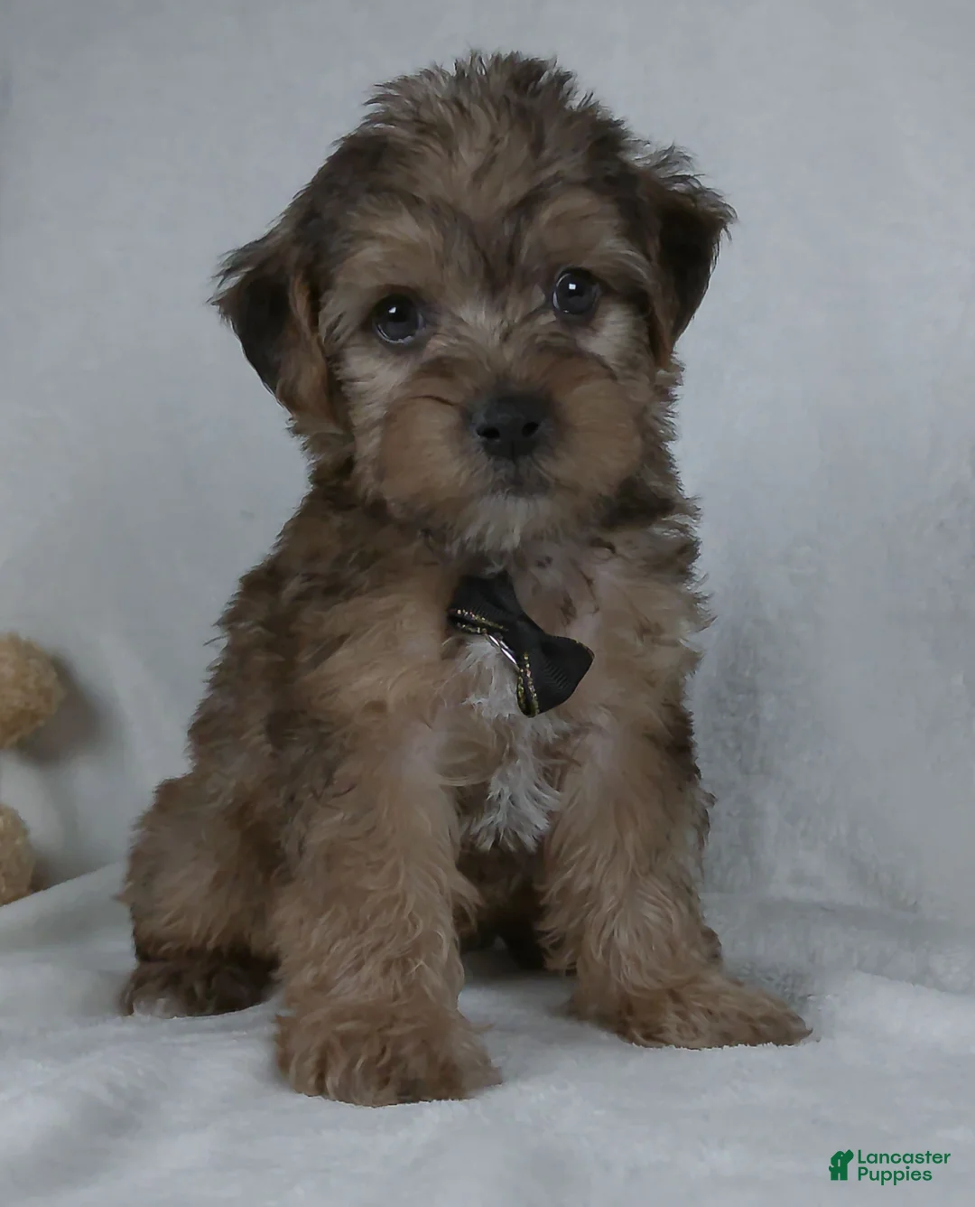 Yorkiepoo dogs for sale: Kaleb - Ad 2