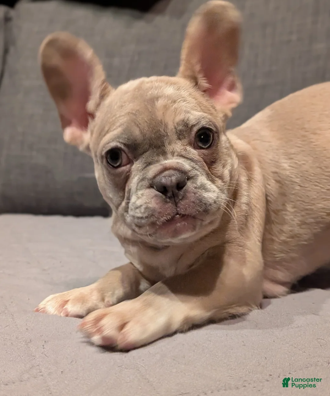 French Bulldog dogs for sale: Silver - Ad 1