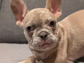 French Bulldog dogs Silver - Ad 11