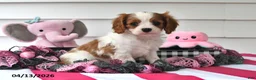 Cavalier King Charles Spaniel dogs for sale: Paige - Ad 1