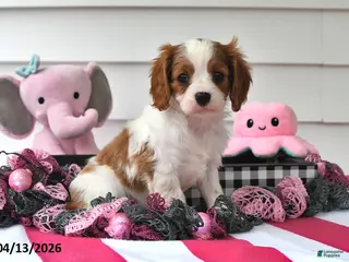 Cavalier King Charles Spaniel dogs for sale: Paige - Ad 2