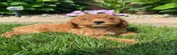 Miniature Poodle dogs for sale: Bily - Ad 12