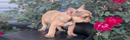French Bulldog dogs for sale: Xander - Ad 4