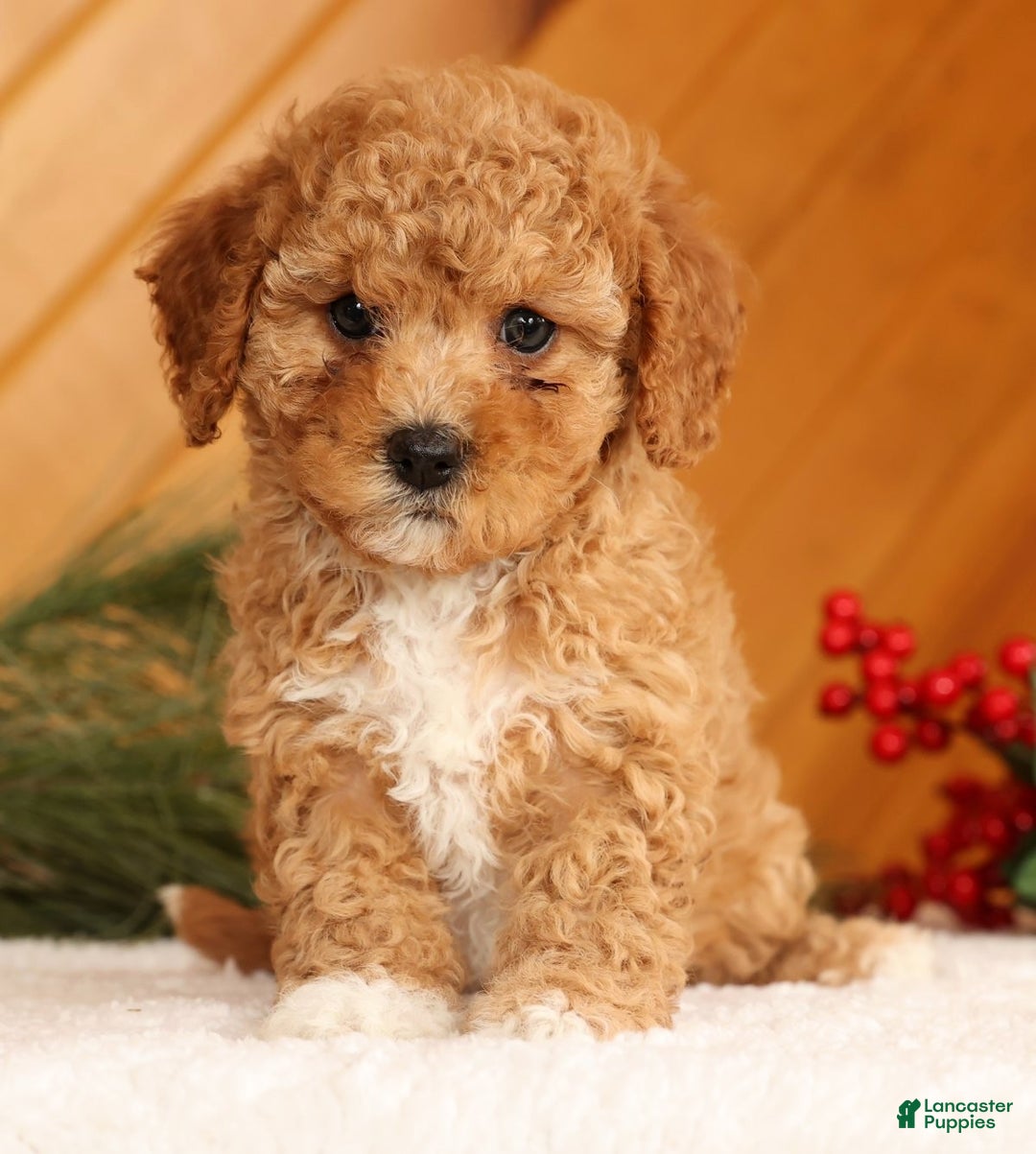 Cavapoo dogs for sale: Janie - Ad 5