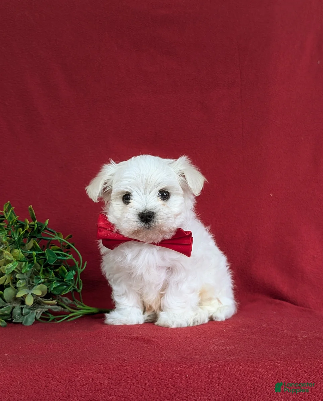 Maltese dogs for sale: Eghan 6 lbs Full Grown - Ad 4