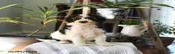 Standard Poodle dogs for sale: Dundee - Ad 1