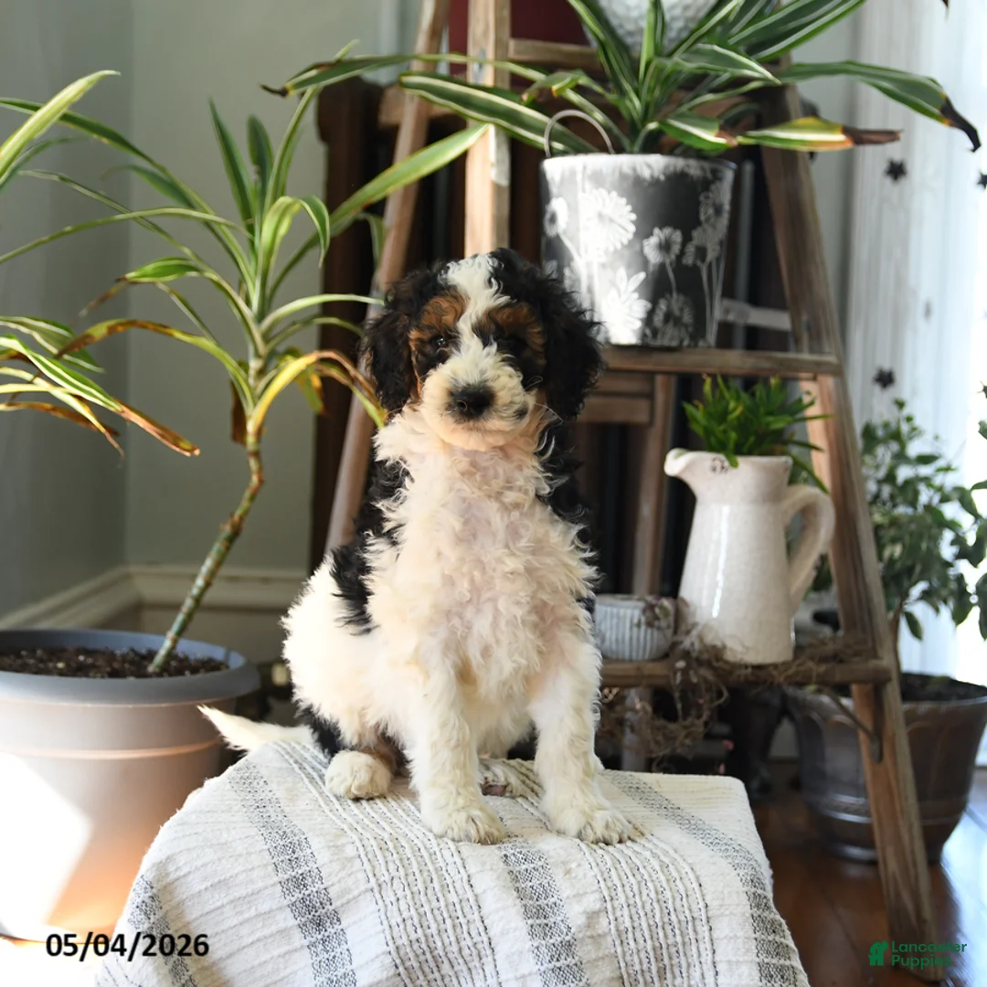Standard Poodle dogs for sale: Dundee - Ad 1